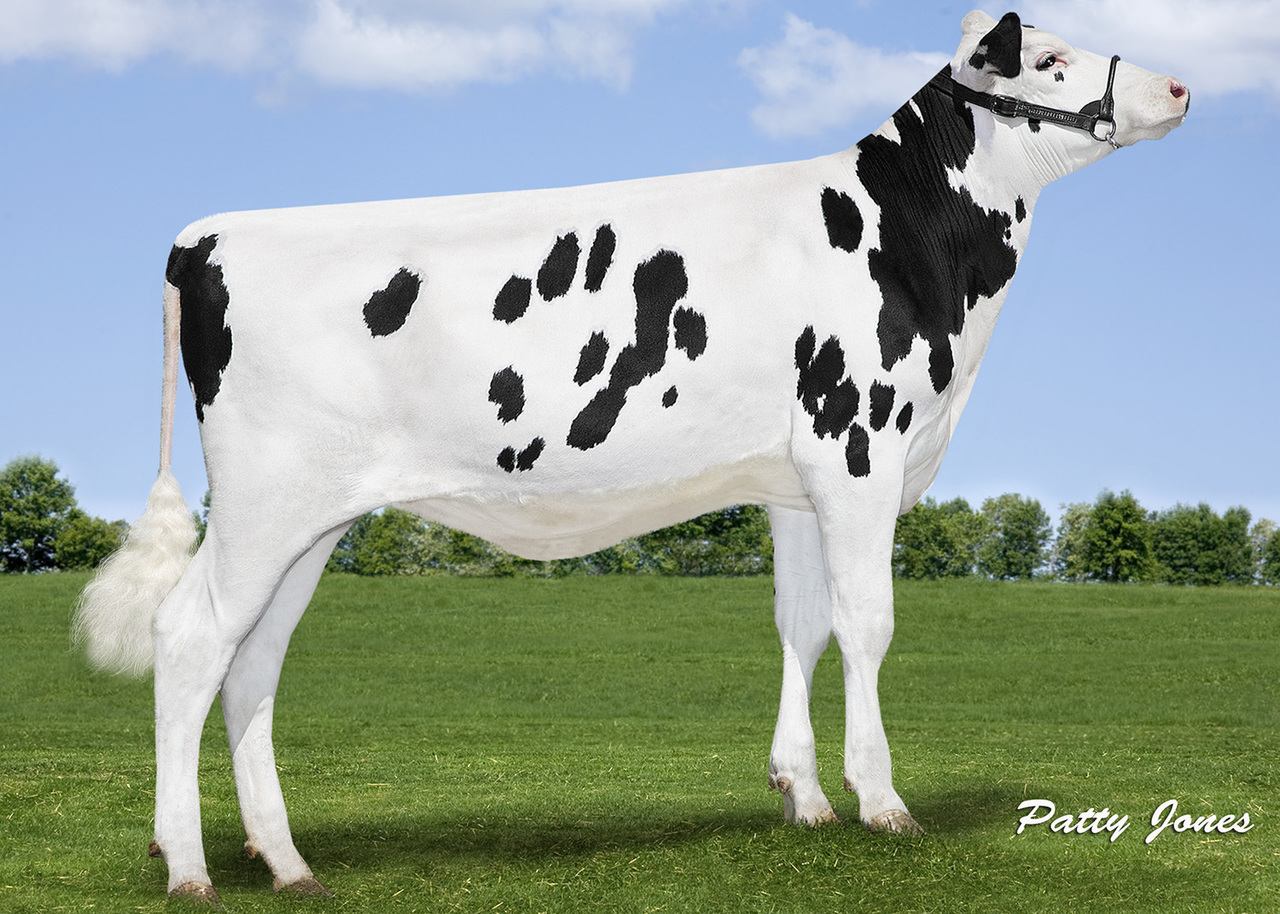 Donors pictured at Comfort and Thurler Holsteins